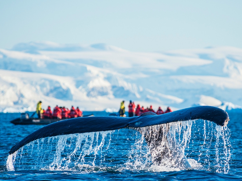 Antarctic Peninsula (New Year and Christmas) (Russian-speaking group)