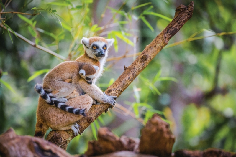 CRUISE “ADVENTURE IN MADAGASCAR” (Russian-speaking group)