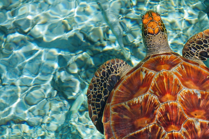 CRUISE “ADVENTURE IN MADAGASCAR” (Russian-speaking group)